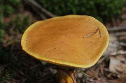 Image of Suillus grevillei (Klotzsch) Singer 1945