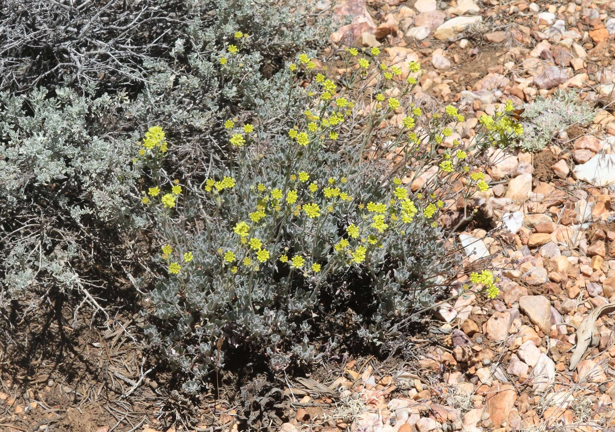 Image of Munz's buckwheat