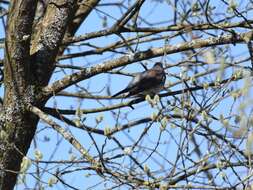 Image of Fieldfare