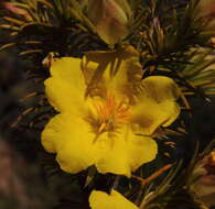 Hibbertia graniticola J. R. Wheeler resmi