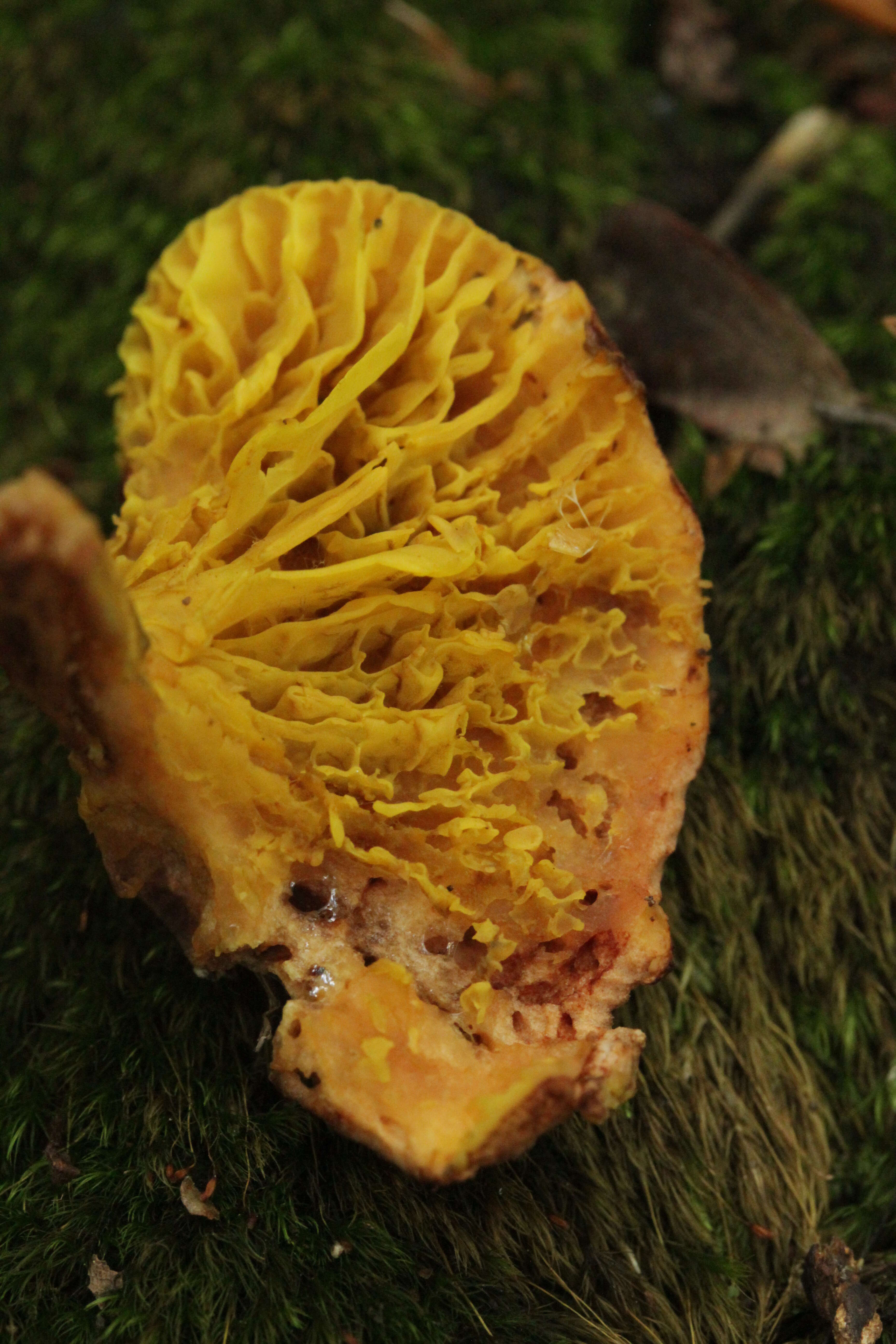 Image of Golden-gilled bolete