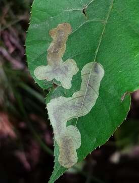 Image of Pecan Leafminer