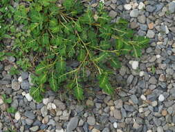 Image of Phyllanthus urinaria subsp. urinaria