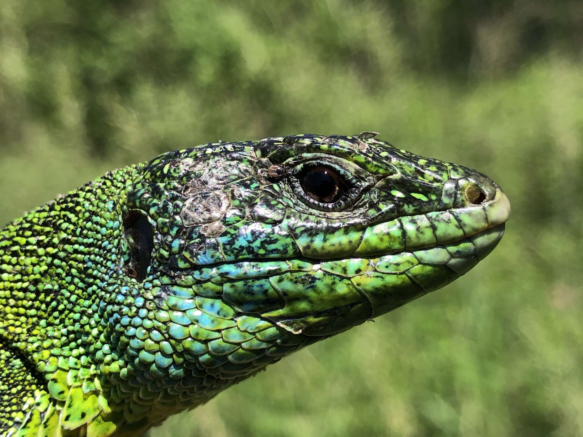 Image of Lacerta bilineata bilineata Daudin 1802