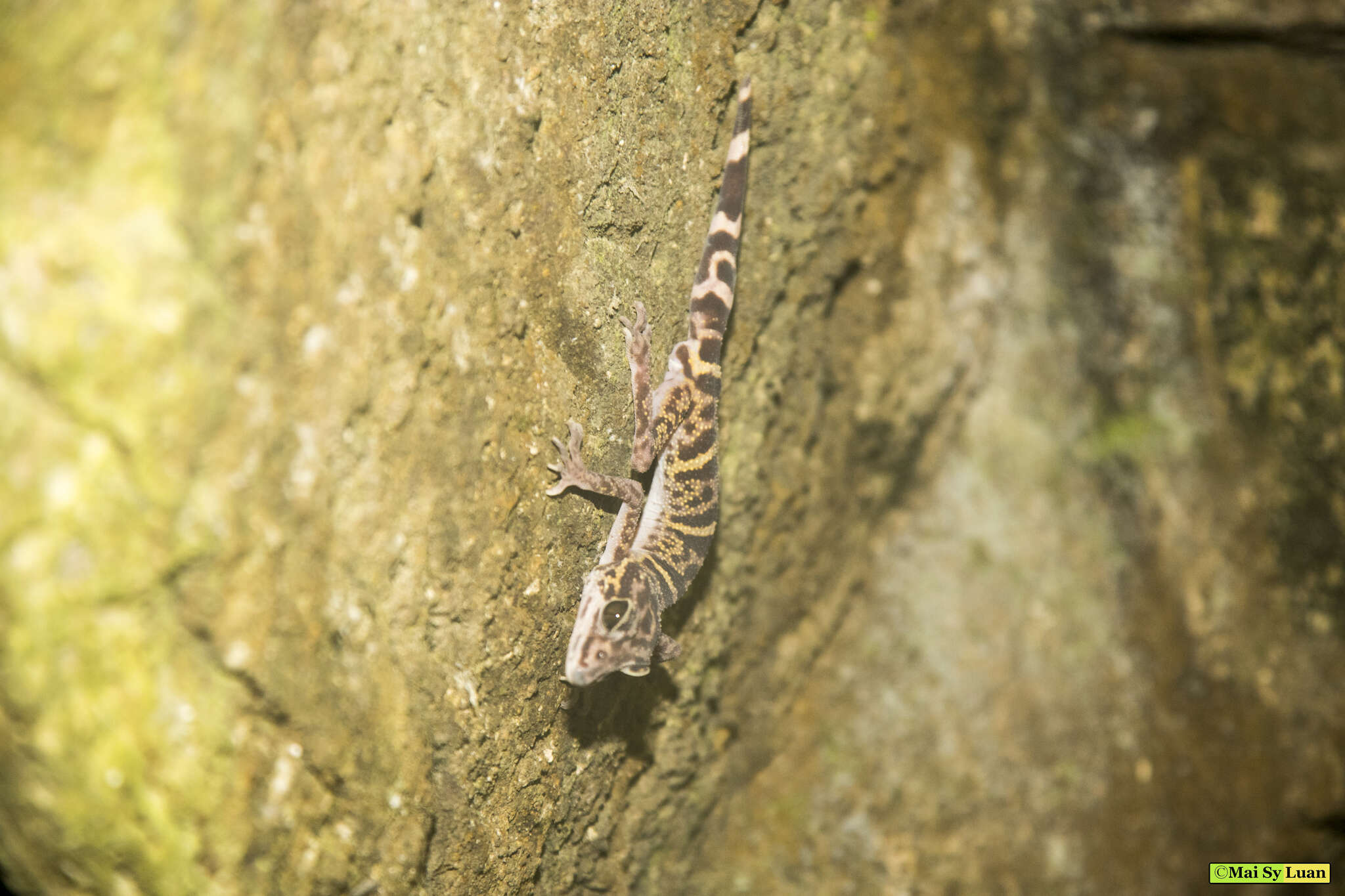 Image of Cat Ba Tiger Gecko