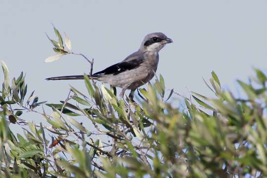 Image of Iberian Grey Shrike