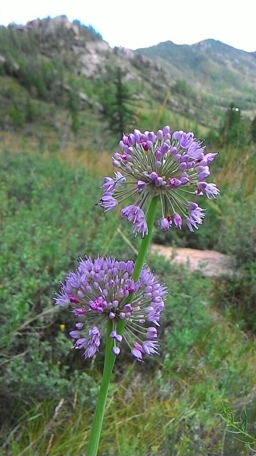 Image of German garlic