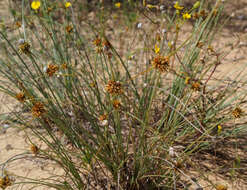 Image de Cyperus capitatus Vand.