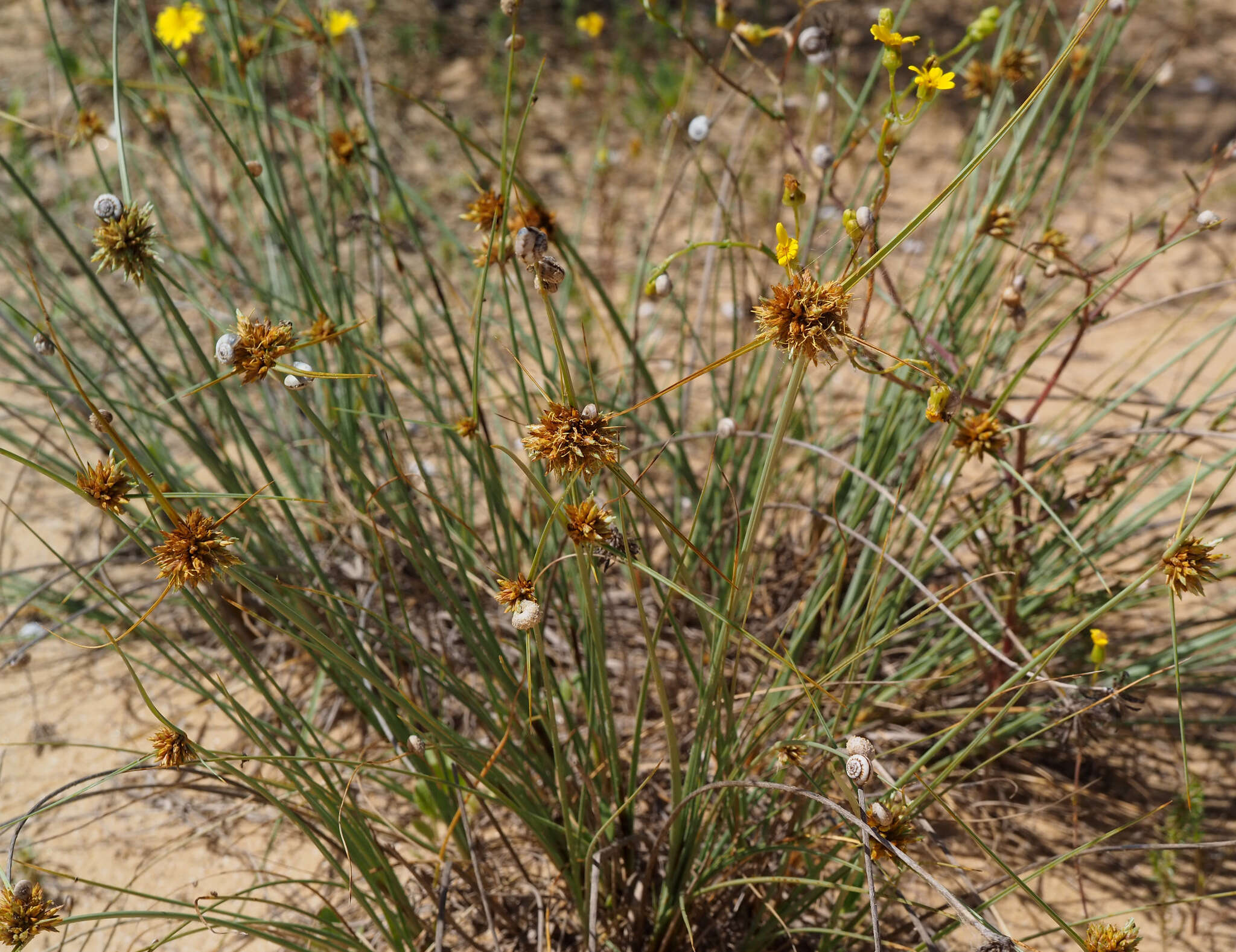 Image de Cyperus capitatus Vand.