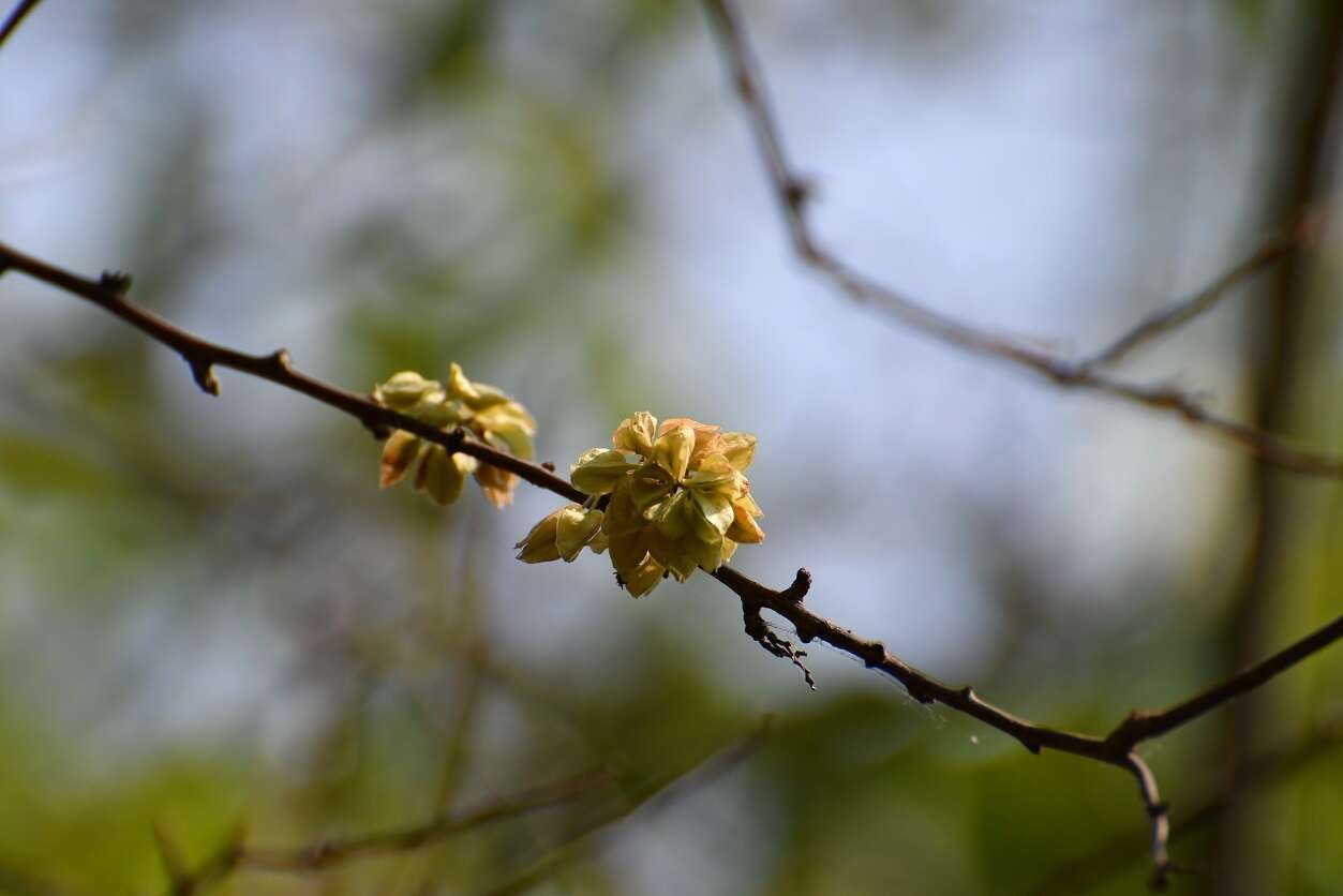 Gymnopodium的圖片