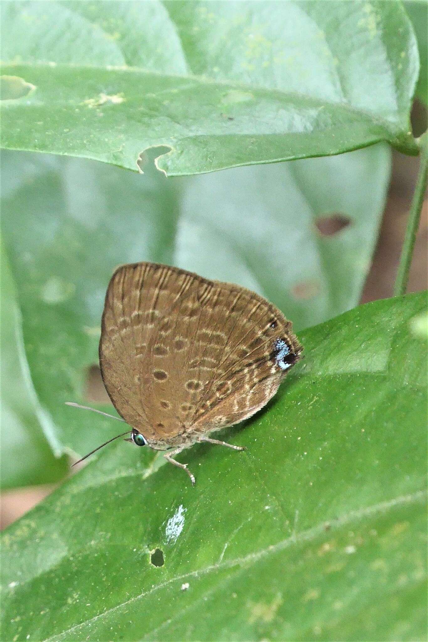 Plancia ëd Arhopala amphimuta (Felder & Felder 1860)