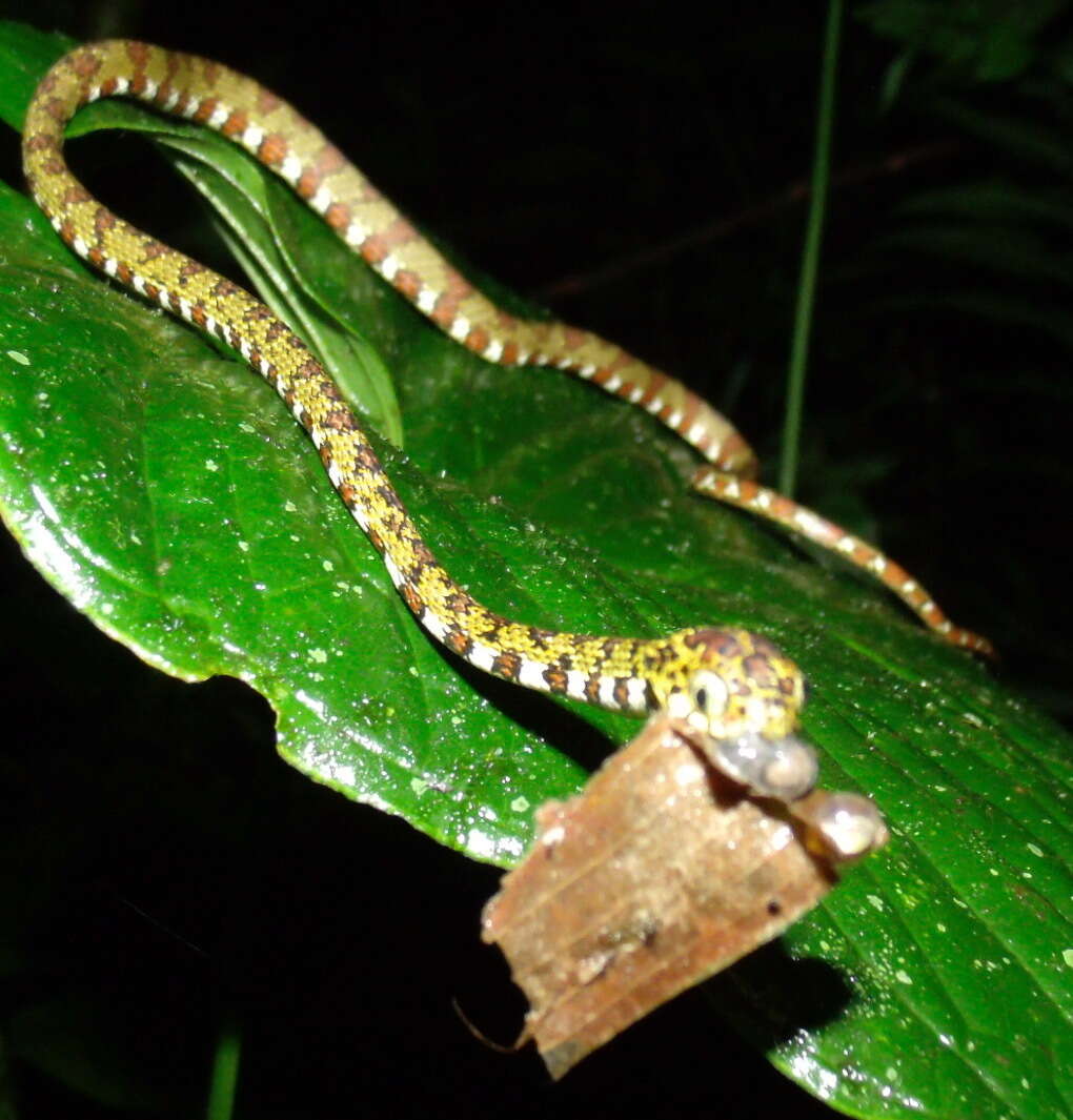 Image of Argus Snail Sucker