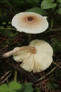 Слика од Lepiota cristata (Bolton) P. Kumm. 1871