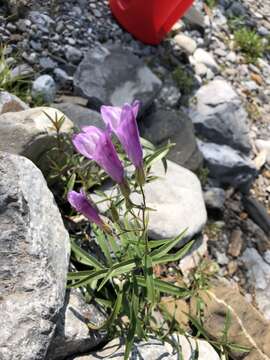 Image of Penstemon lyalli (A. Gray) A. Gray