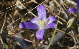 Sivun Brodiaea jolonensis Eastw. kuva