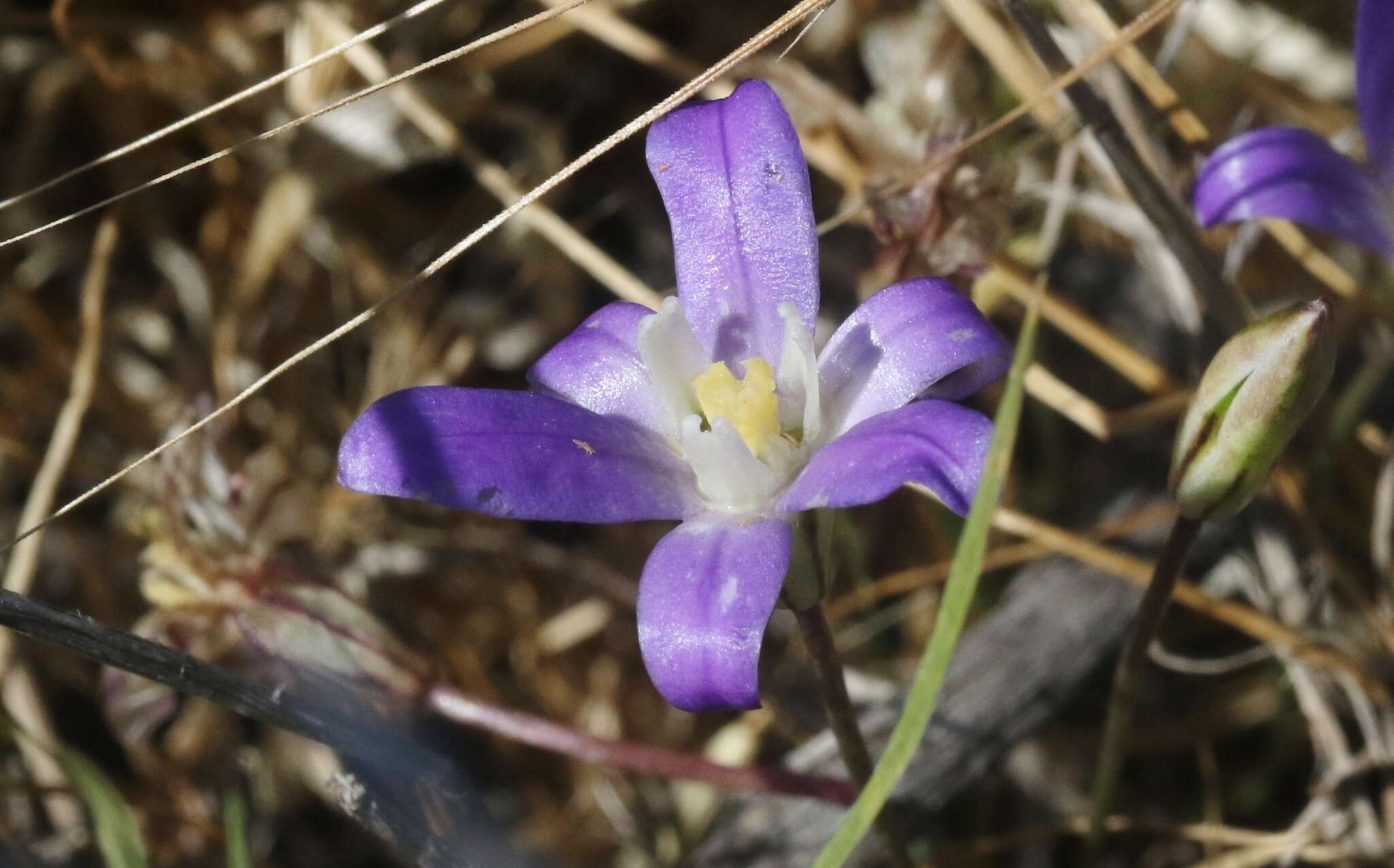 Sivun Brodiaea jolonensis Eastw. kuva