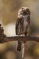 Plancia ëd Glaucidium gnoma Wagler 1832