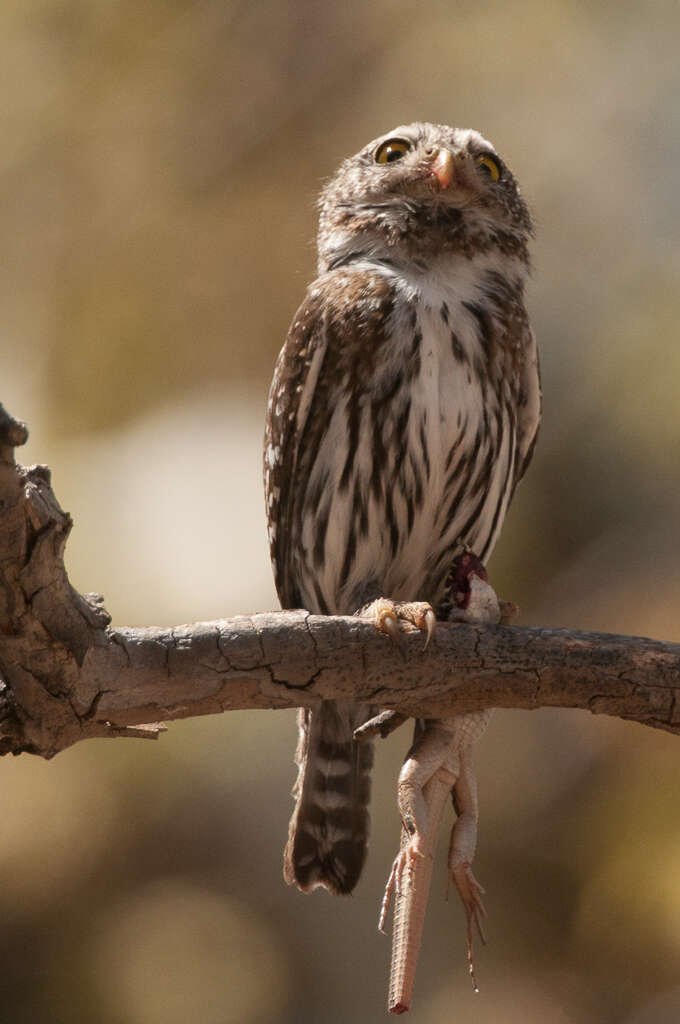 Plancia ëd Glaucidium gnoma Wagler 1832