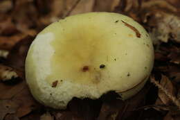 صورة Russula violeipes Quél. 1898