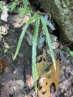 Image of Pteris longipinna Hayata