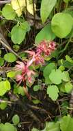 Image of hooded coralroot