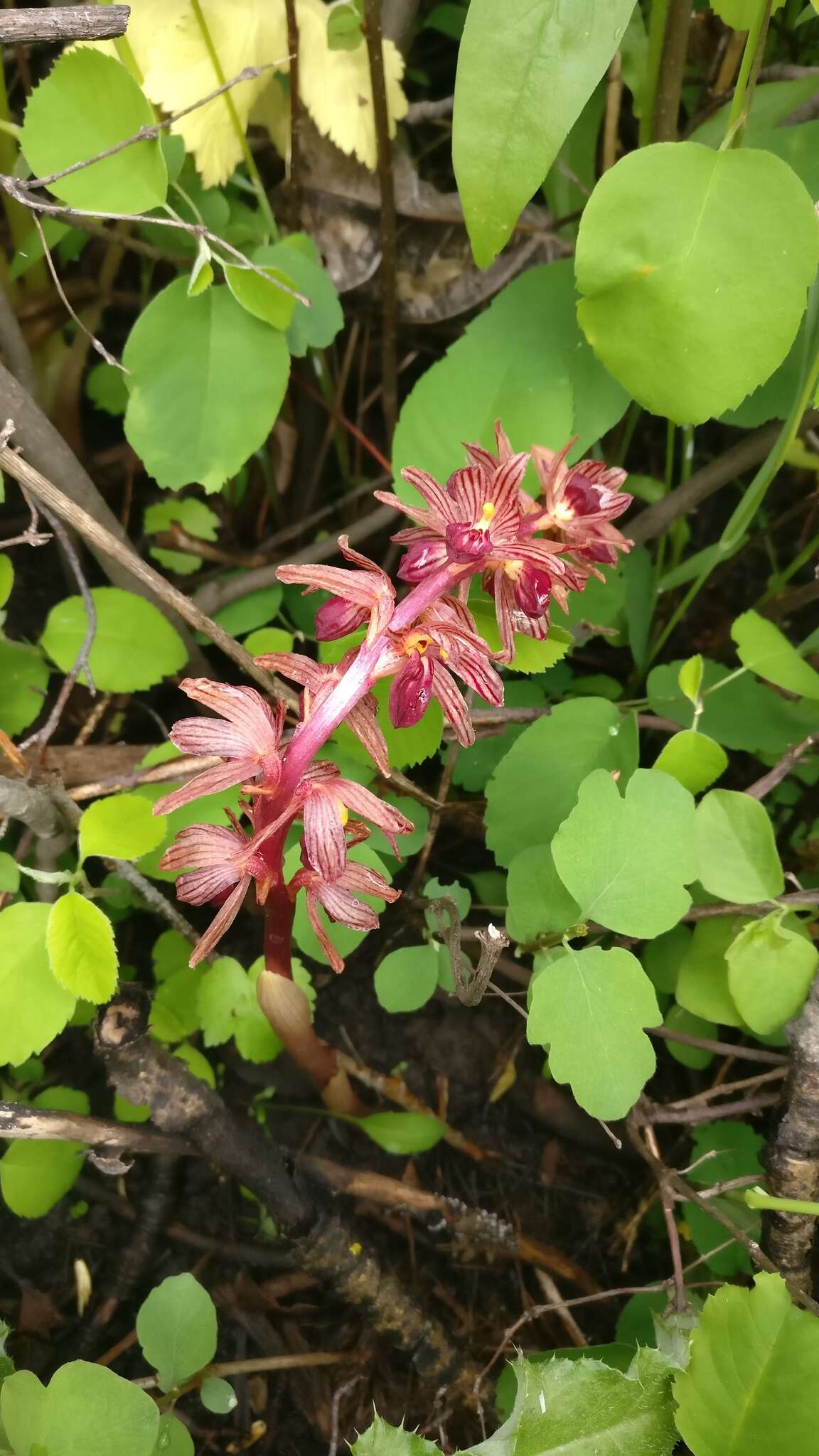 Image de Corallorhiza striata var. striata