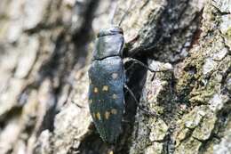 Sivun Trachypteris picta decostigma (Fabricius 1787) kuva