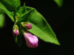 Imagem de Houstonia purpurea var. montana (Small) Terrell