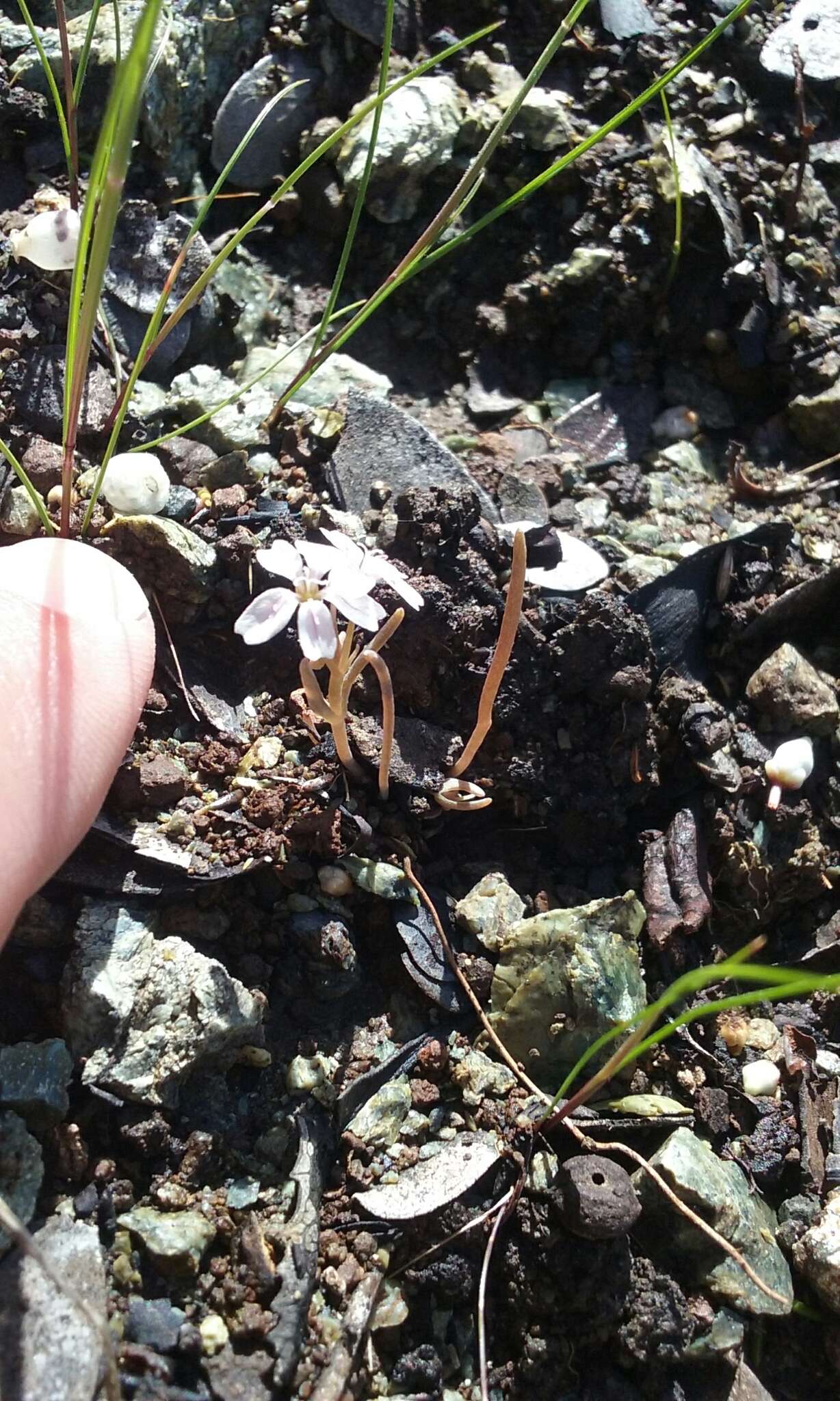 Image of serpentine springbeauty