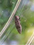 Image of Hackberry Agrilus