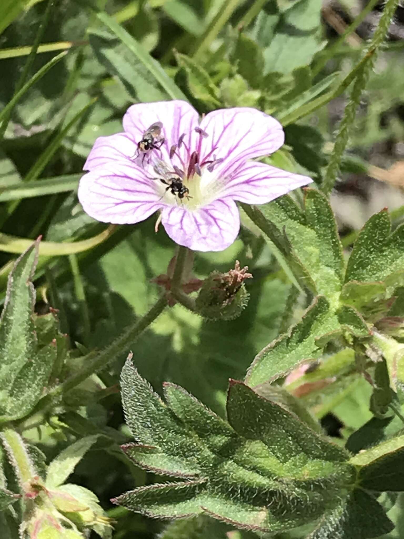 Image of California cranesbill