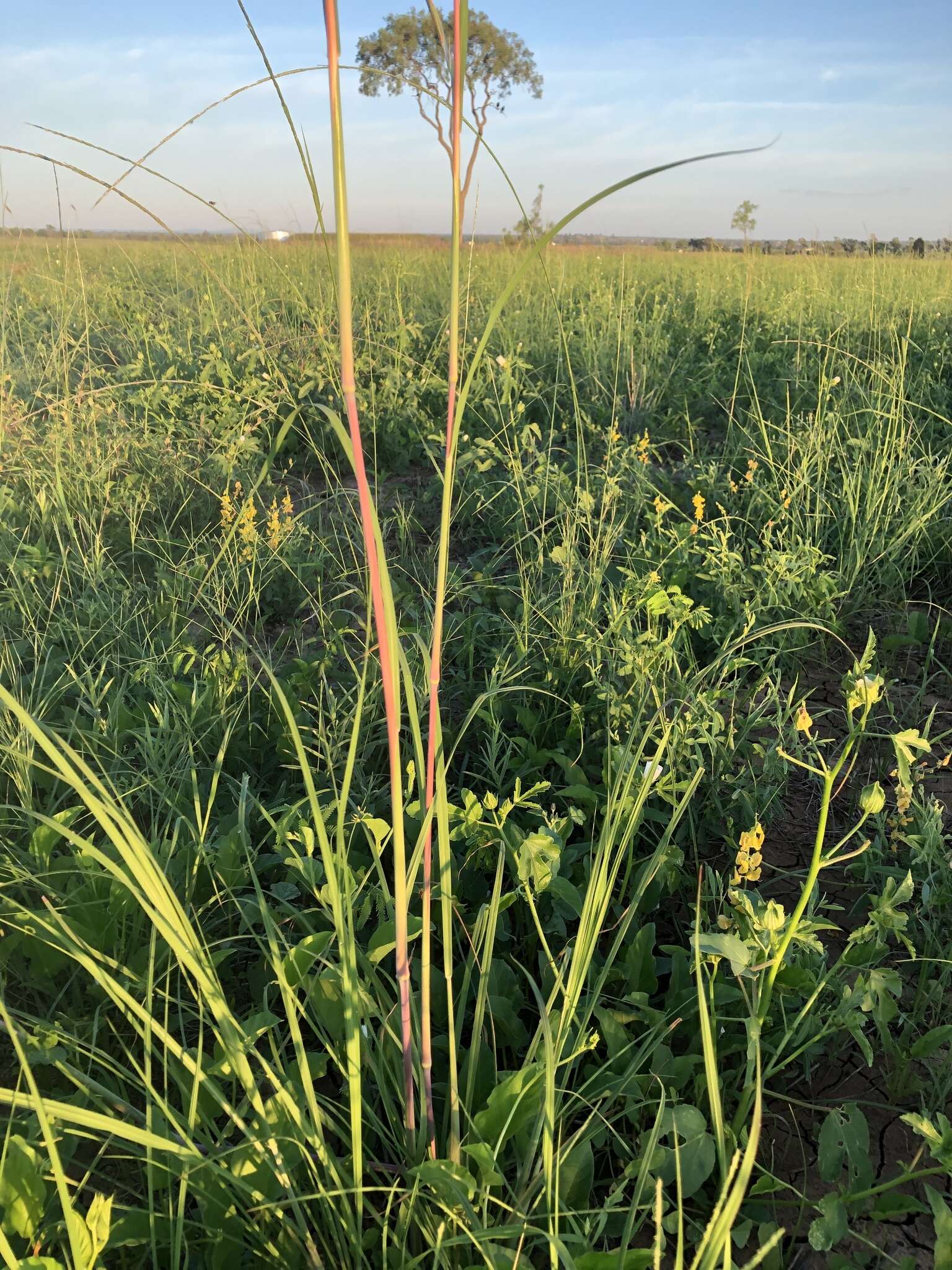 Plancia ëd Themeda avenacea (F. Muell.) T. Durand & B. D. Jacks.