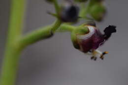 Image of Hopp's figwort