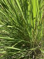 Image of silvergrass