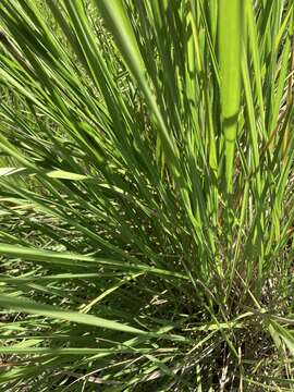 Слика од Miscanthus ecklonii (Nees) Mabb.