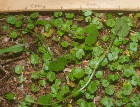 Image of Hydrocotyle microphylla A. Cunn.