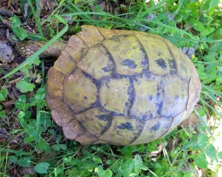 Image of Hermann’s Tortoise