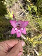 Image of Gladiolus ornatus Klatt