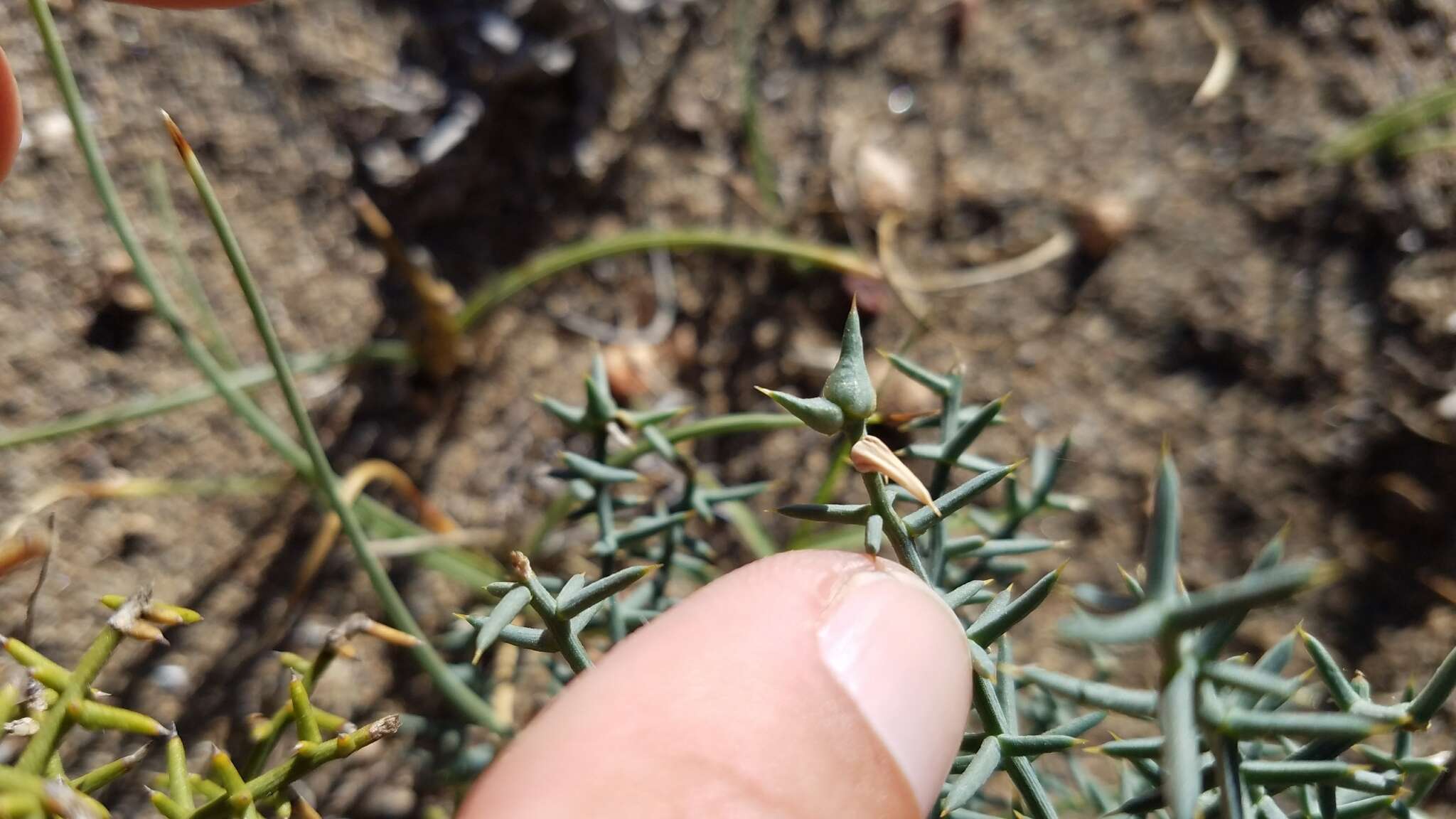 Image of Asparagus horridus L.