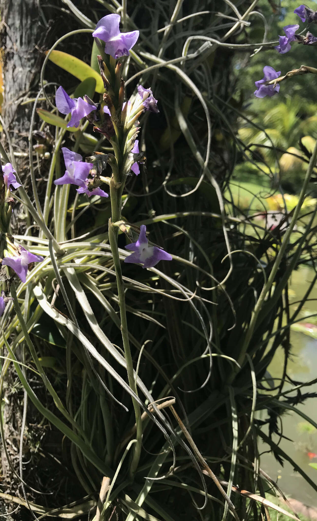 Image of Tillandsia streptocarpa Baker