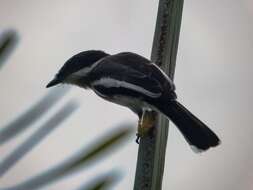 Image of Flycatcher-shrike