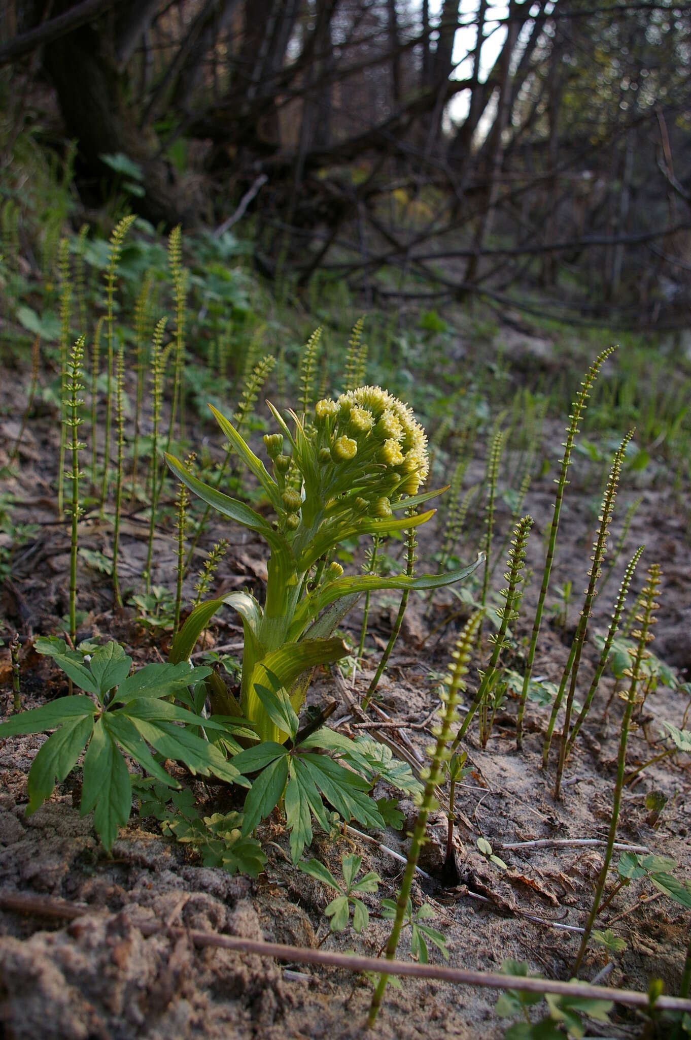 Image of Petasites spurius (Retz.) Rchb.