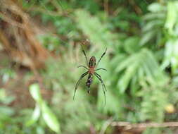 Image of Leucauge tessellata (Thorell 1887)