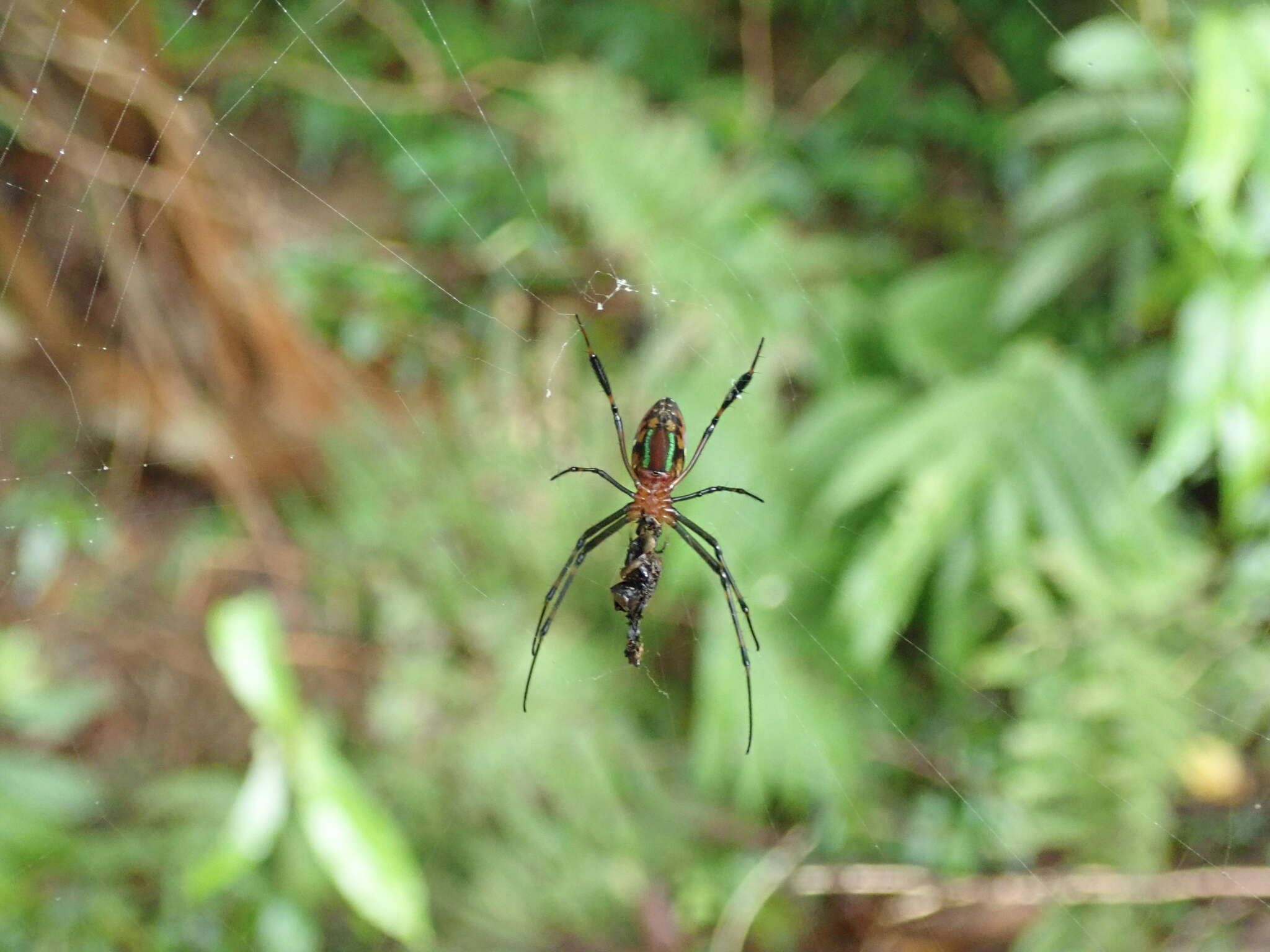 Image of Leucauge tessellata (Thorell 1887)