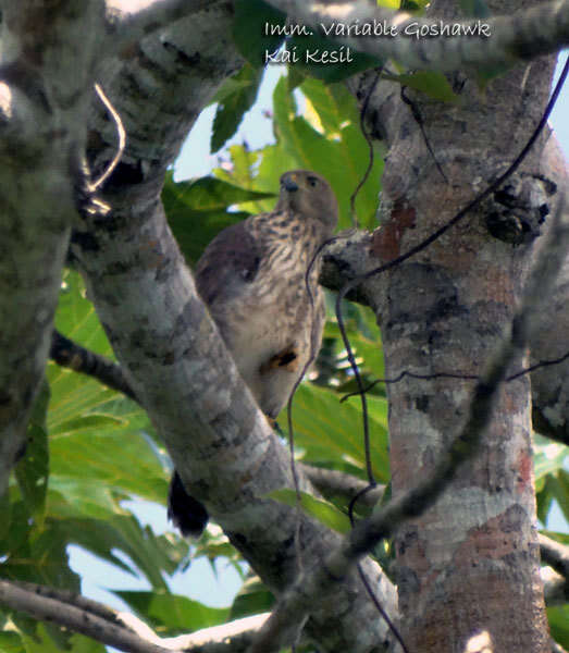 صورة Accipiter hiogaster albiventris (Salvadori 1876)