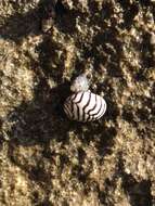 Image of Zebra nerite