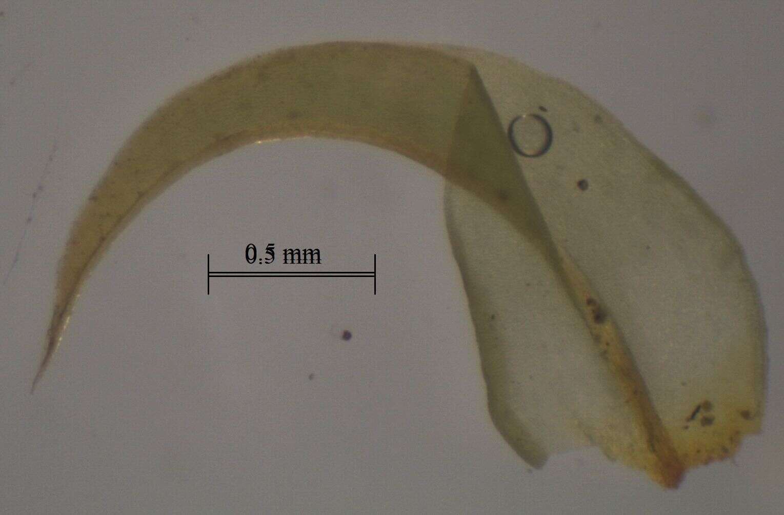Triquetrella papillata Brotherus 1902的圖片