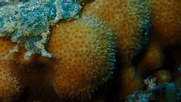 Image of thorn coral