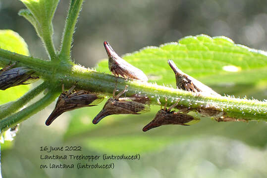 Image of Lantana Treehopper