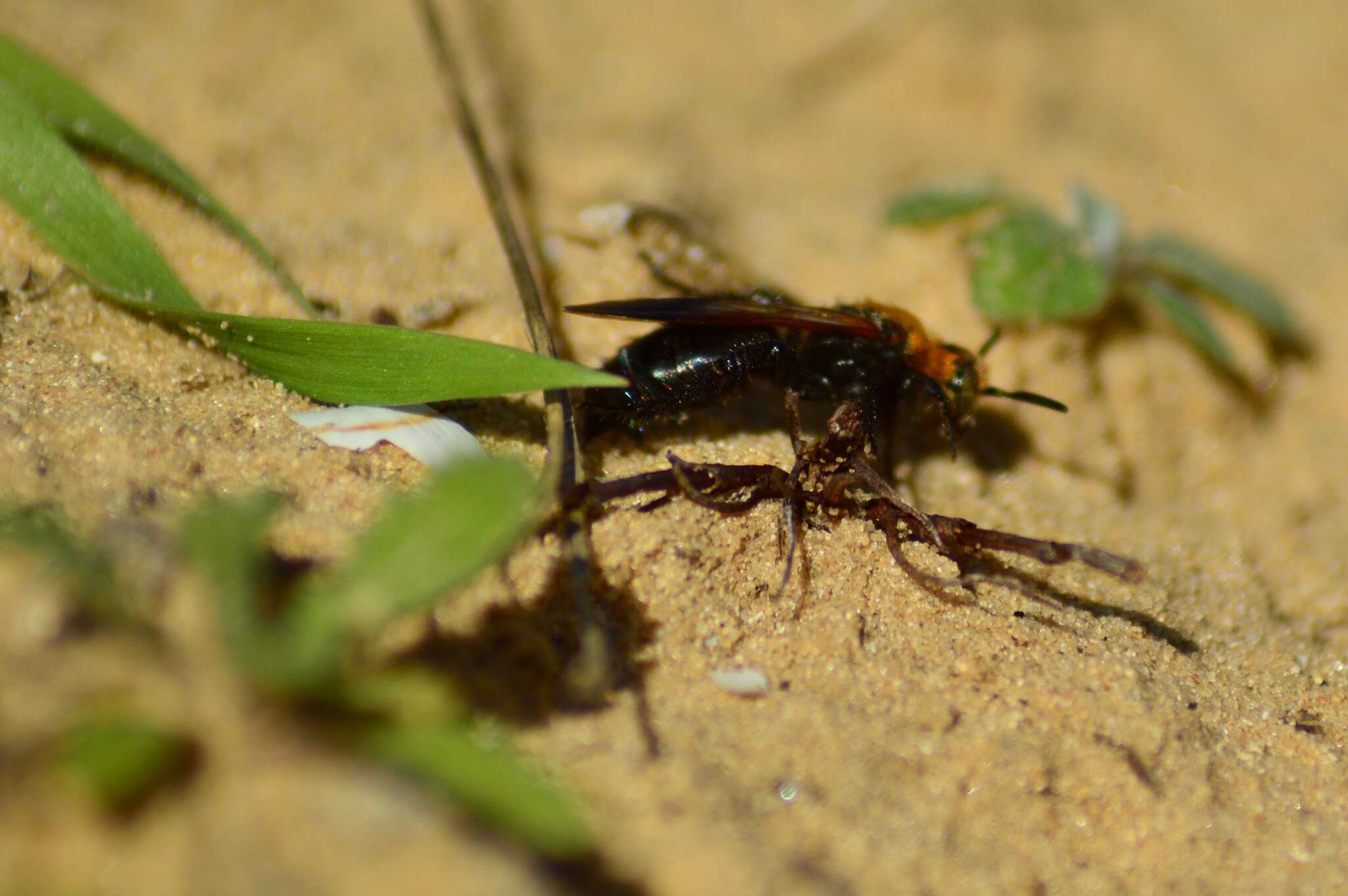 Imagem de Campsomeriella thoracica (Fabricius 1787)